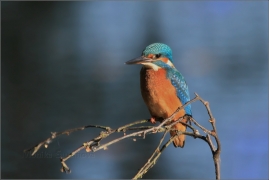 <p>LEDŇÁČEK ŘÍČNÍ (Alcedo attis) Šluknovsko - Jiříkov /Common kingfisher - Eisvogel/</p>